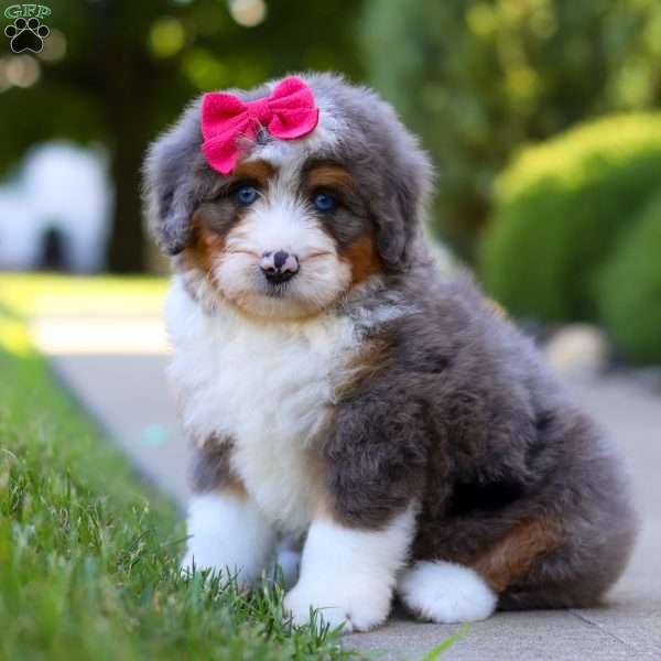 Sunny, Mini Bernedoodle Puppy